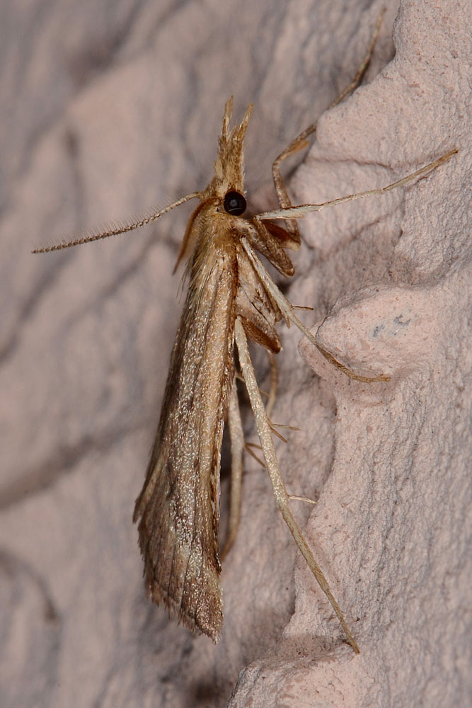 Synaphe punctalis